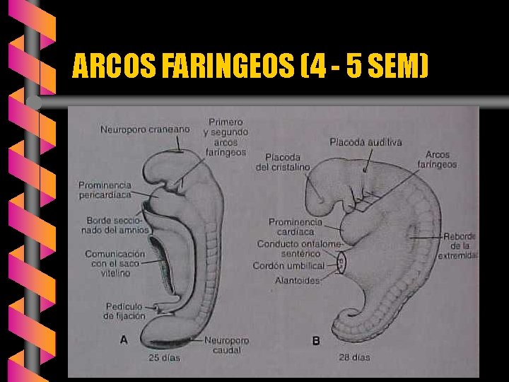 ARCOS FARINGEOS (4 - 5 SEM) 