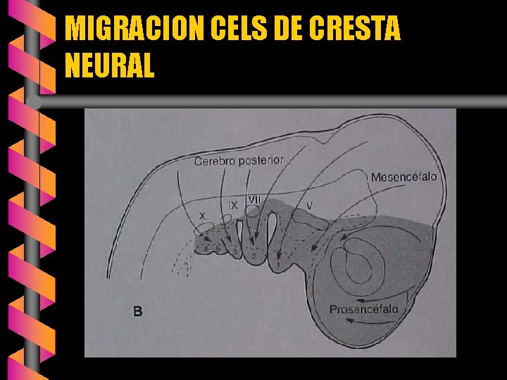 MIGRACION CELS DE CRESTA NEURAL 