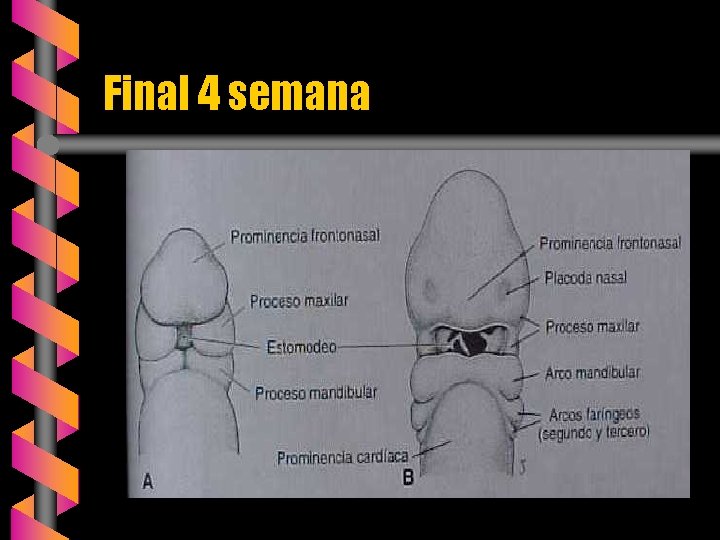 Final 4 semana 