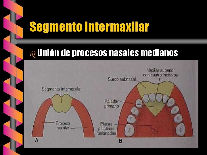 Segmento Intermaxilar b Unión de procesos nasales medianos 