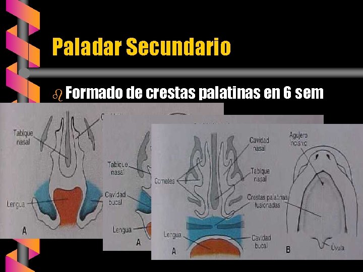 Paladar Secundario b Formado de crestas palatinas en 6 sem 