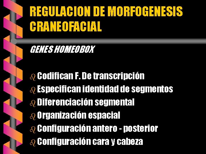 REGULACION DE MORFOGENESIS CRANEOFACIAL GENES HOMEOBOX b Codifican F. De transcripción b Especifican identidad