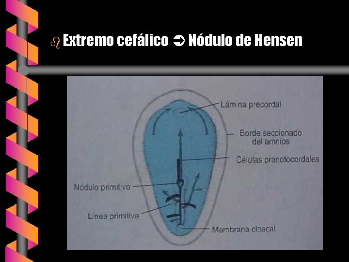 b Extremo cefálico Nódulo de Hensen 