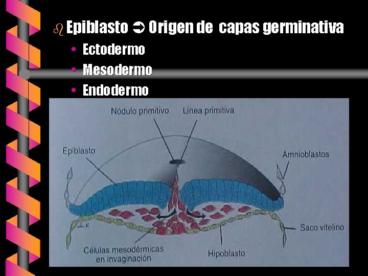 b Epiblasto Origen de • • • Ectodermo Mesodermo Endodermo capas germinativa 