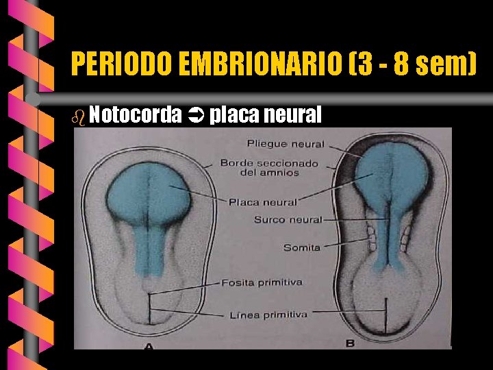 PERIODO EMBRIONARIO (3 - 8 sem) b Notocorda placa neural 