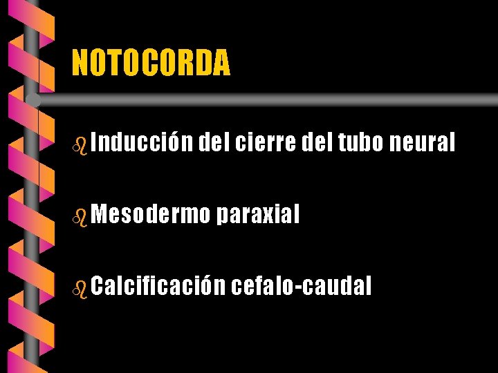 NOTOCORDA b Inducción del cierre del tubo neural b Mesodermo paraxial b Calcificación cefalo-caudal