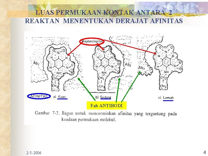 LUAS PERMUKAAN KONTAK ANTARA 2 REAKTAN MENENTUKAN DERAJAT AFINITAS Fab ANTIBODI 2 -5 -2006