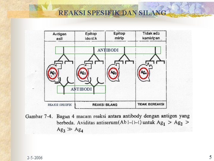 REAKSI SPESIFIK DAN SILANG ANTIBODI REAKSI SPESIFIK 2 -5 -2006 5 