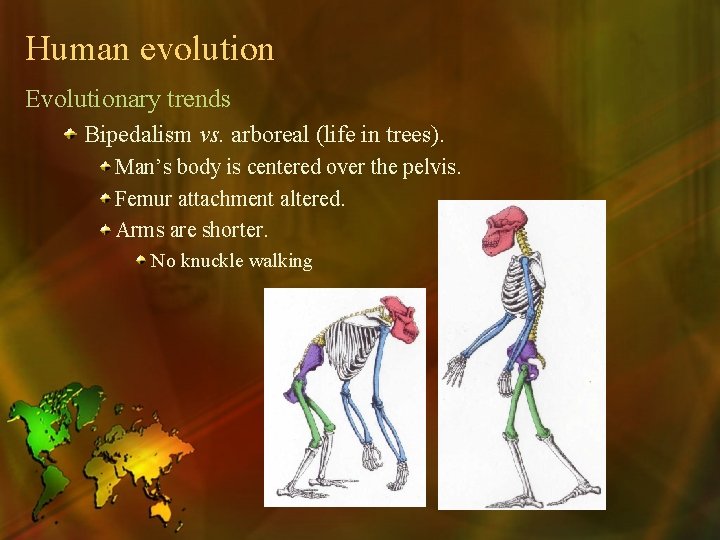 Human evolution Evolutionary trends Bipedalism vs. arboreal (life in trees). Man’s body is centered