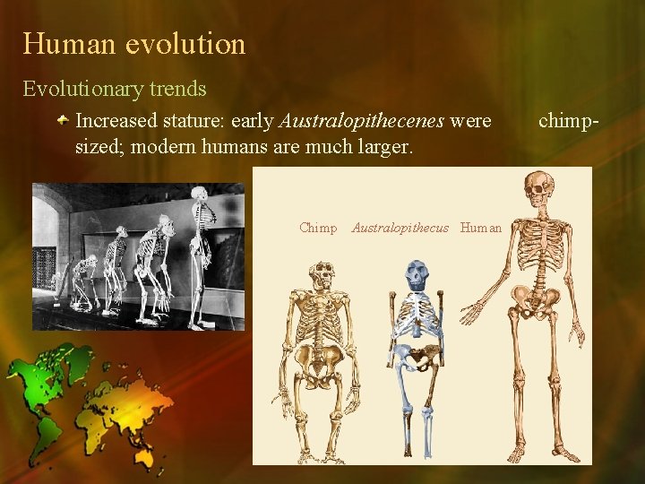 Human evolution Evolutionary trends Increased stature: early Australopithecenes were sized; modern humans are much