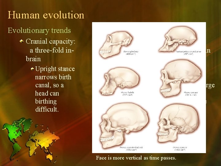 Human evolution Evolutionary trends Cranial capacity: a three-fold inbrain crease in size Upright stance