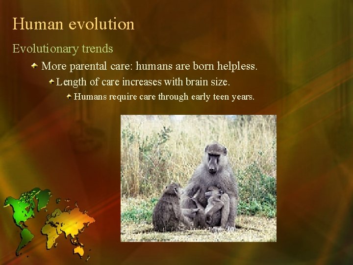 Human evolution Evolutionary trends More parental care: humans are born helpless. Length of care