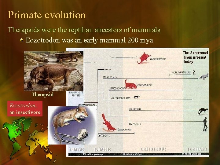 Primate evolution Therapsids were the reptilian ancestors of mammals. Eozotrodon was an early mammal