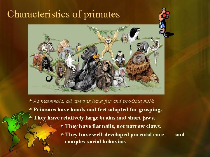 Characteristics of primates As mammals, all species have fur and produce milk. Primates have