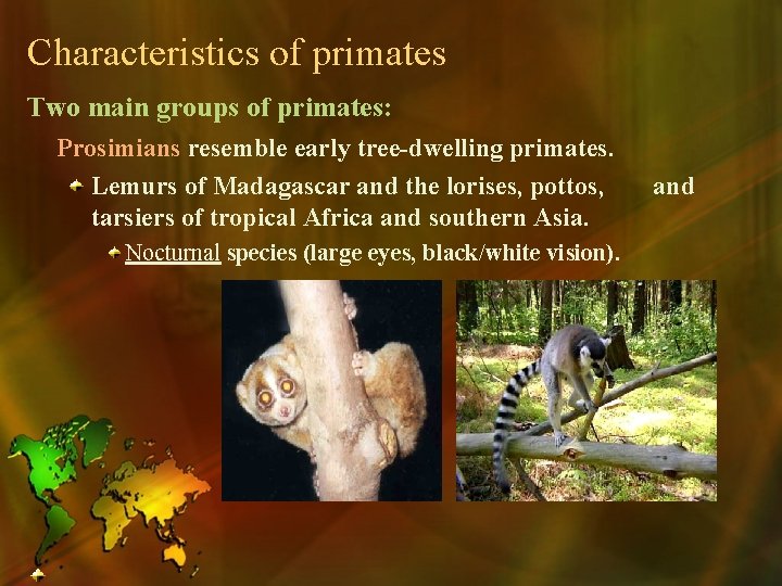 Characteristics of primates Two main groups of primates: Prosimians resemble early tree-dwelling primates. Lemurs