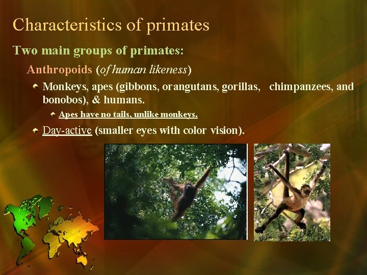 Characteristics of primates Two main groups of primates: Anthropoids (of human likeness) Monkeys, apes