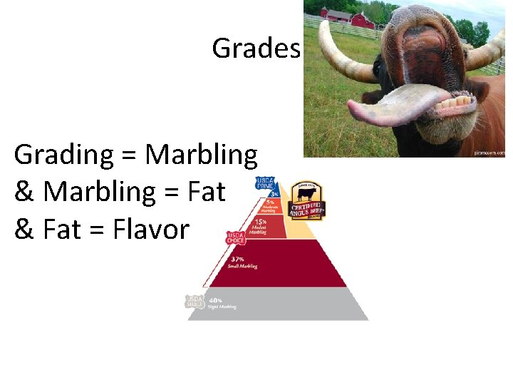 Grades Grading = Marbling & Marbling = Fat & Fat = Flavor 