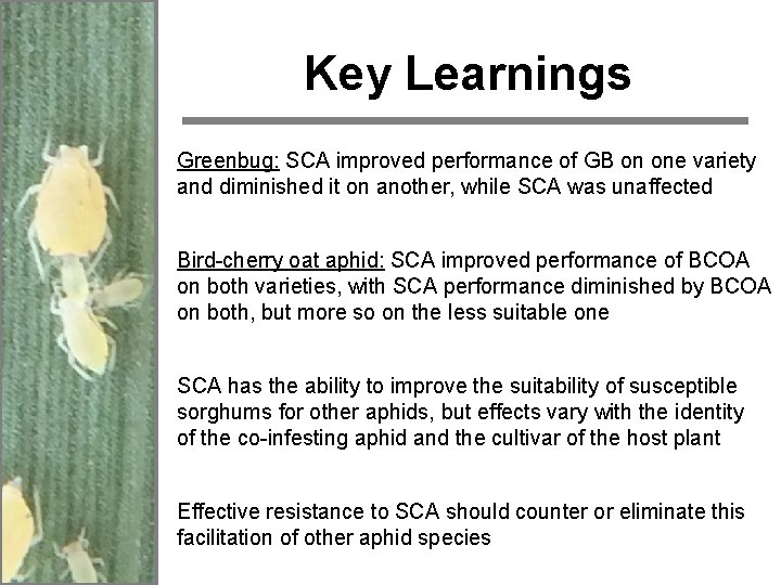 Key Learnings Greenbug: SCA improved performance of GB on one variety and diminished it