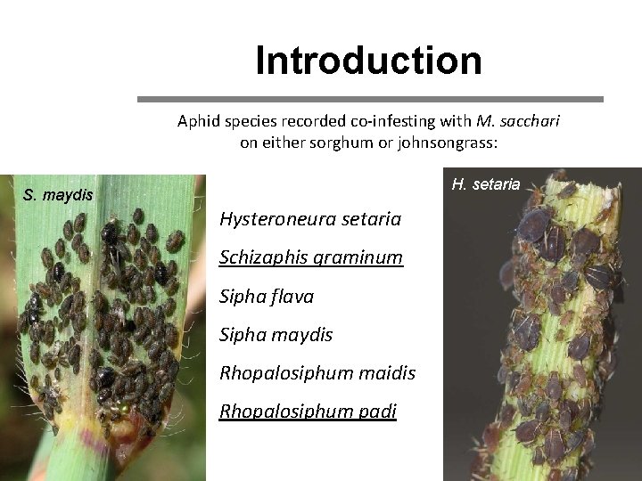 Introduction Aphid species recorded co-infesting with M. sacchari on either sorghum or johnsongrass: H.