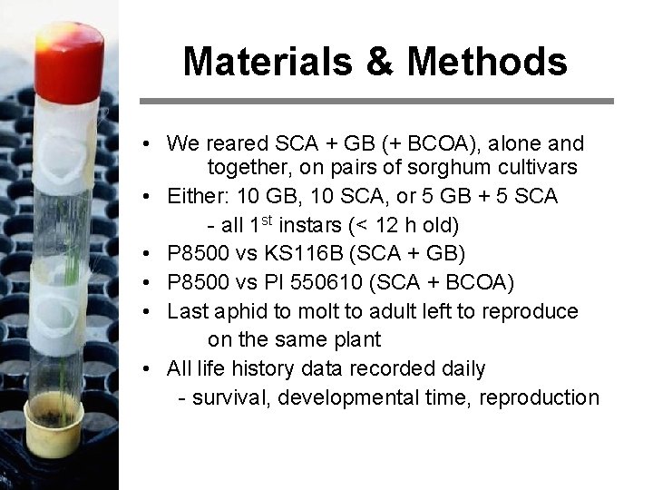 Materials & Methods • We reared SCA + GB (+ BCOA), alone and together,