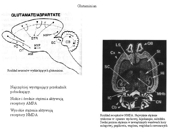 Glutaminian Rozkład neuronów wydzielających glutaminian. Najczęściej występujący przekaźnik pobudzający. Niskie i średnie stężenia aktywują