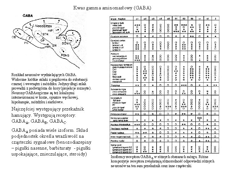 Kwas gamma aminomasłowy (GABA) Rozkład neuronów wydzielających GABA. Widoczne krótkie szlaki z prążkowia do