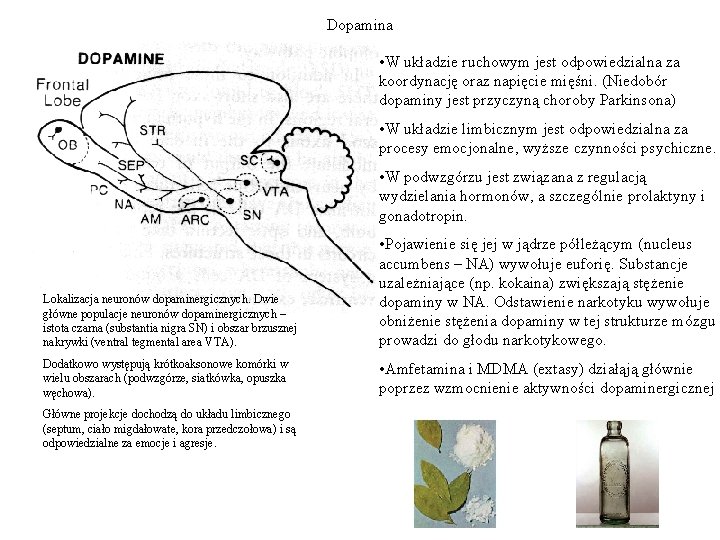 Dopamina • W układzie ruchowym jest odpowiedzialna za koordynację oraz napięcie mięśni. (Niedobór dopaminy