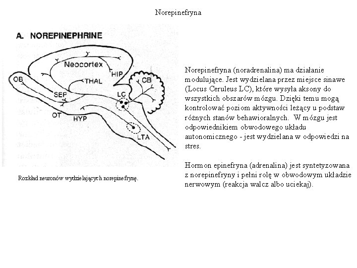 Norepinefryna (noradrenalina) ma działanie modulujące. Jest wydzielana przez miejsce sinawe (Locus Ceruleus LC), które