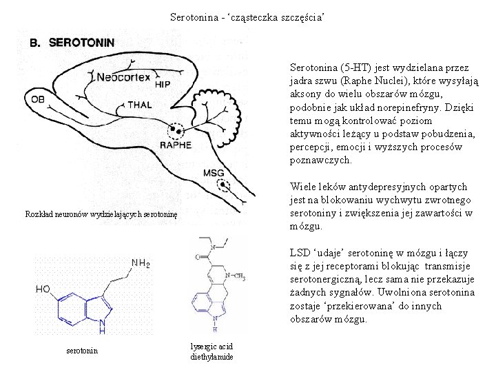 Serotonina - ‘cząsteczka szczęścia’ Serotonina (5 -HT) jest wydzielana przez jadra szwu (Raphe Nuclei),