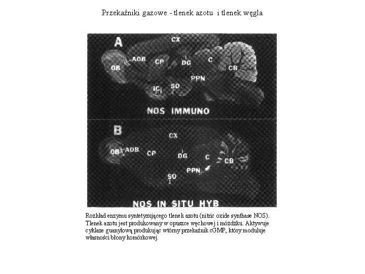 Przekaźniki gazowe - tlenek azotu i tlenek węgla Rozkład enzymu syntetyzującego tlenek azotu (nitric