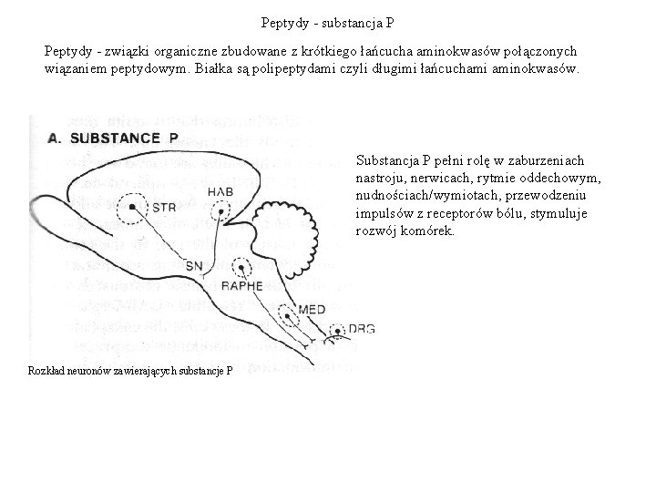 Peptydy - substancja P Peptydy - związki organiczne zbudowane z krótkiego łańcucha aminokwasów połączonych