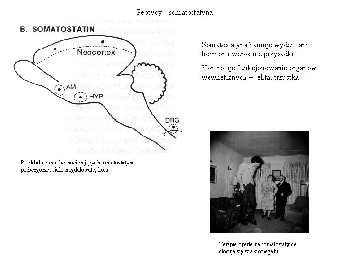 Peptydy - somatostatyna Somatostatyna hamuje wydzielanie hormonu wzrostu z przysadki. Kontroluje funkcjonowanie organów wewnętrznych