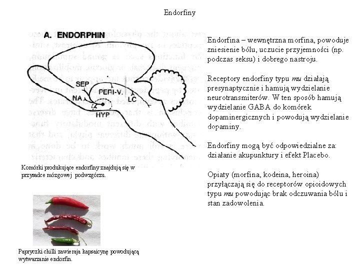 Endorfiny Endorfina – wewnętrzna morfina, powoduje zniesienie bólu, uczucie przyjemności (np. podczas seksu) i