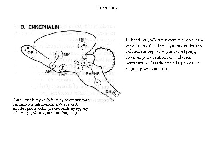 Enkefaliny (odkryte razem z endorfinami w roku 1975) są krótszym niż endorfiny łańcuchem peptydowym