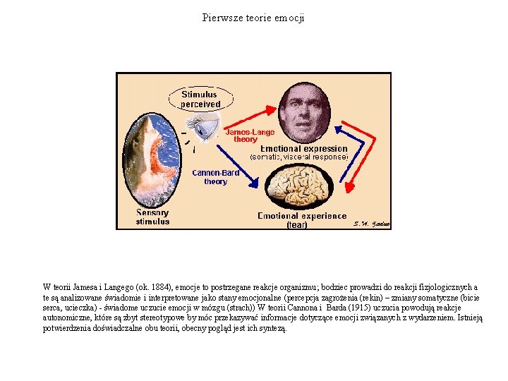 Pierwsze teorie emocji W teorii Jamesa i Langego (ok. 1884), emocje to postrzegane reakcje