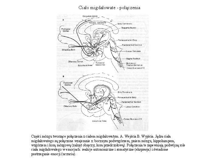 Ciało migdałowate - połączenia Części mózgu tworzące połączenia z ciałem migdałowatym. A. Wejścia B.