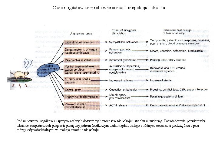 Ciało migdałowate – rola w procesach niepokoju i strachu Podsumowanie wyników eksperymentalnych dotyczących procesów