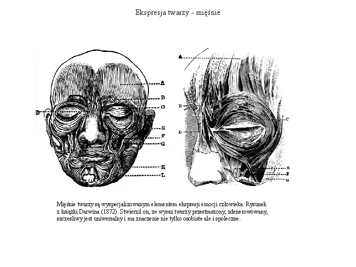 Ekspresja twarzy - mięśnie Mięśnie twarzy są wyspecjalizowanym elementem ekspresji emocji człowieka. Rysunek z