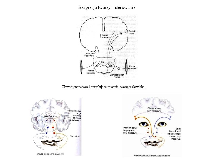 Ekspresja twarzy - sterowanie Obwody nerwowe kontrolujące mięśnie twarzy człowieka. 