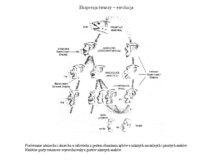 Ekspresja twarzy – ewolucja Porównanie uśmiechu i śmiechu u człowieka z gestem obnażania zębów