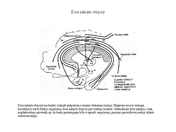 Kora zakrętu obręczy ma bardzo rozległe połączenia z innymi obszarami mózgu. Ekspresja emocji wymaga