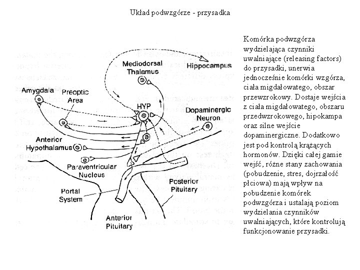 Układ podwzgórze - przysadka Komórka podwzgórza wydzielająca czynniki uwalniające (releasing factors) do przysadki, unerwia