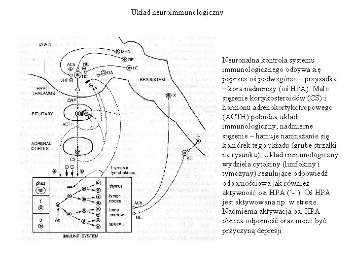 Układ neuroimmunologiczny Neuronalna kontrola systemu immunologicznego odbywa się poprzez oś podwzgórze – przysadka –