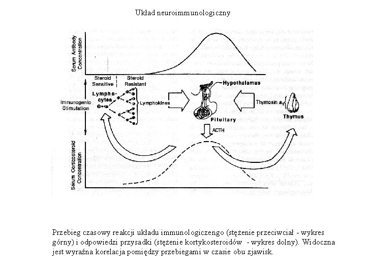 Układ neuroimmunologiczny Przebieg czasowy reakcji układu immunologiczengo (stężenie przeciwciał - wykres górny) i odpowiedzi