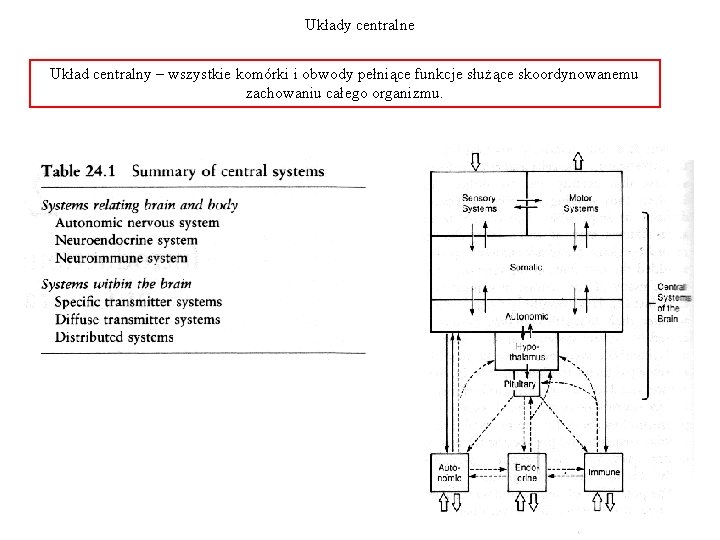 Układy centralne Układ centralny – wszystkie komórki i obwody pełniące funkcje służące skoordynowanemu zachowaniu