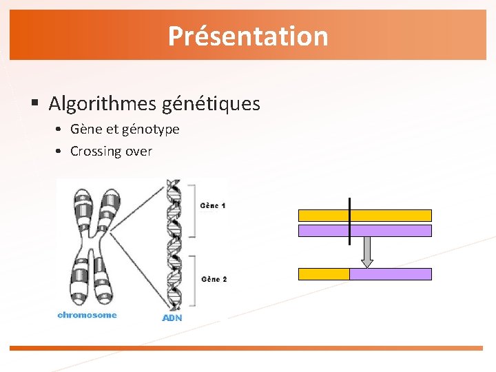 Présentation § Algorithmes génétiques • Gène et génotype • Crossing over 