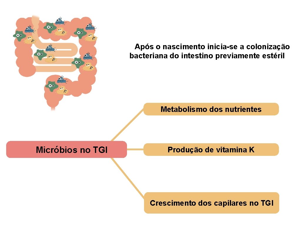 Após o nascimento inicia-se a colonização bacteriana do intestino previamente estéril Metabolismo dos nutrientes