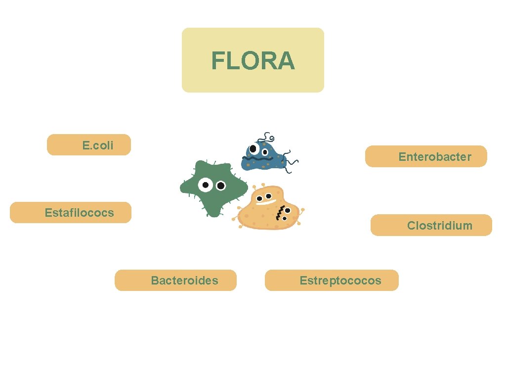 FLORA E. coli Enterobacter Estafilococs Clostridium Bacteroides Estreptococos 