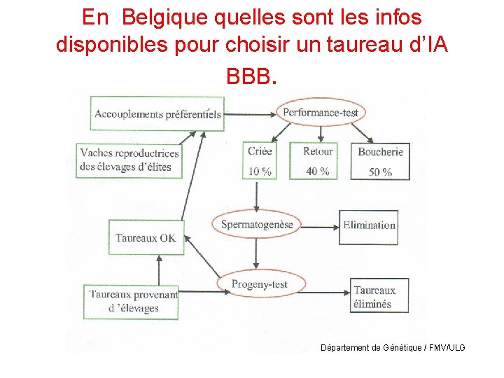 En Belgique quelles sont les infos disponibles pour choisir un taureau d’IA BBB. Département