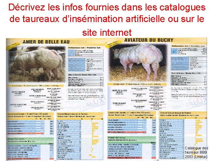 Décrivez les infos fournies dans les catalogues de taureaux d’insémination artificielle ou sur le